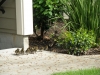 Duck family 2