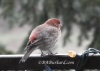 Mr Finch