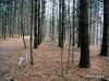 DSCF2645