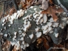 DSCF2649