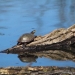 sunning