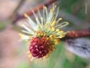 pussy willow