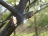 A drop of sunshine