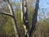deadwood
