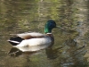 mallard