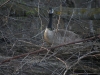 building a nest