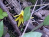 trout lily