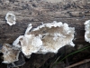 fungus