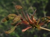 budding leaves
