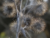 burdock