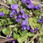 "I think violets are nice." Piglet