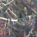 leaf buds