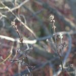 leaf buds
