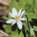 bloodroot fully open