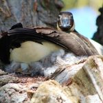 nesting goose