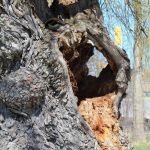 find the nesting goose