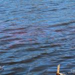 hundreds of goldfish