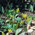 trout lilies in bloom