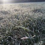 early morning frost