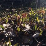 trout lilies