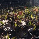 trout lilies