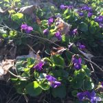 early morning vioets