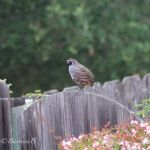 California quail