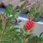 This little guy didn't like the quail sitting on the fence