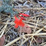Interesting flowers growing near the walking path