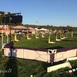 There was a dog show in Sky Park one evening dog show
