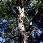 A visitor to the back yard