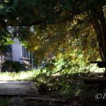Looking toward the house Looking toward the house