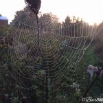 Early morning walk on Grand Valley trail Early morning walk on Grand Valley trail
