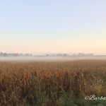 Walking down a farm lane Walking down a farm lane