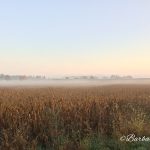 Walking down a farm lane Walking down a farm lane
