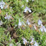 A bush abuzz with bees