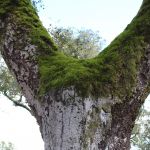 Moss covered tree