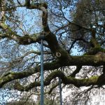 Holding up the tired limbs