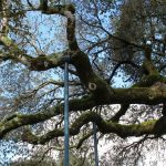 Holding up the tired limbs