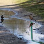 Sparrows bathing
