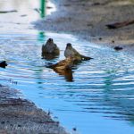 More sparrows bathing