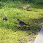 Bold sparrows