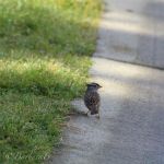 Sweet little sparrow