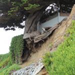 How long will this tree have soil?