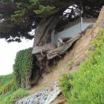 How long will this tree have soil?