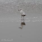 Reflective gull