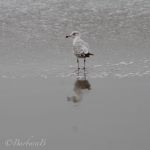 Reflective gull