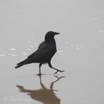High stepping crow