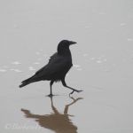 High stepping crow